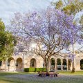 Jacaranda tree in front of UQ sandstone in The Great Court